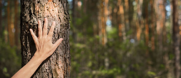 Cropped hand of man standing in forest