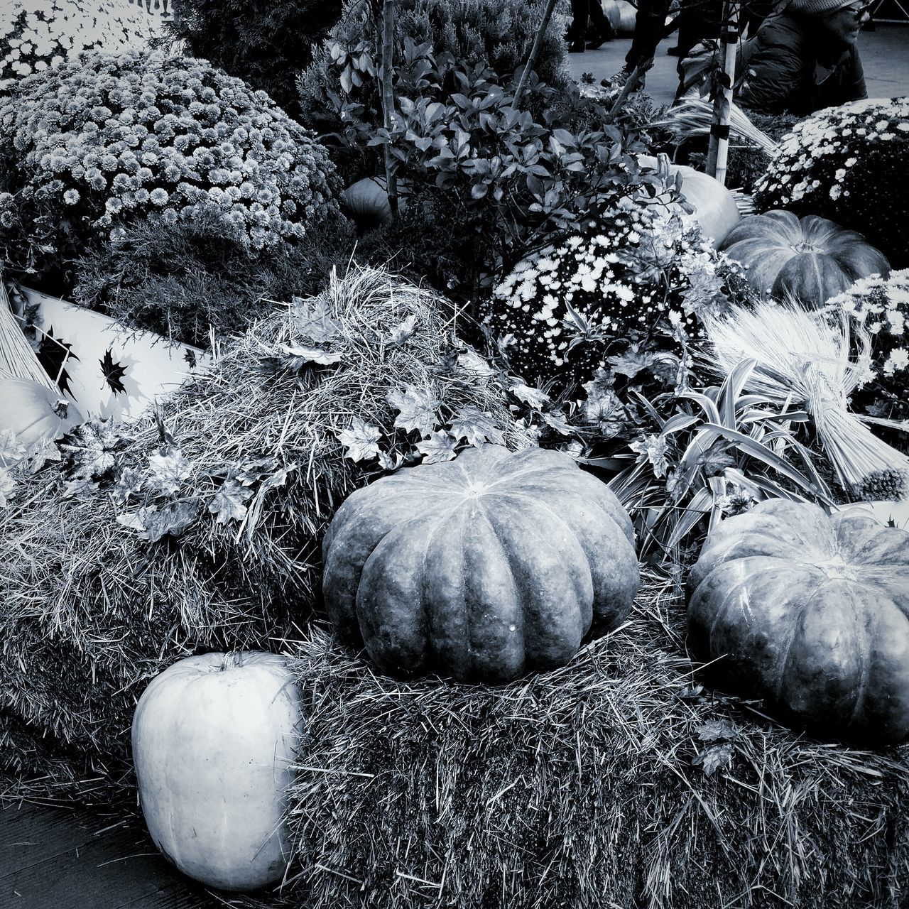 vegetable, food and drink, food, no people, freshness, day, high angle view, nature, pumpkin, field, land, healthy eating, close-up, plant, outdoors, wellbeing, still life, growth, large group of objects, beauty in nature