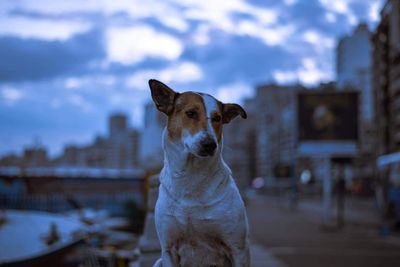 Portrait of dog looking against sky