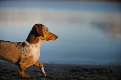 Close-up of dog at beach against sky