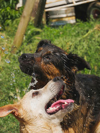 Close-up of dog in water