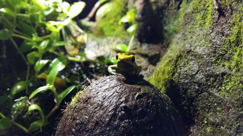 Close-up of moss on tree trunk