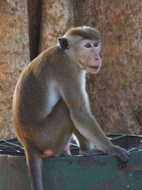 Monkey sitting on wall