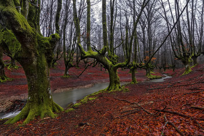 Trees in forest against sky