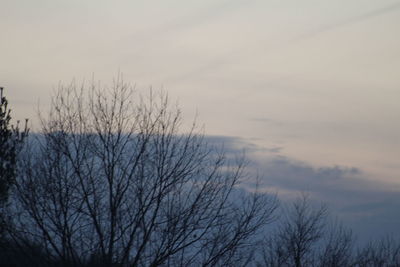 Low angle view of bare trees against sky