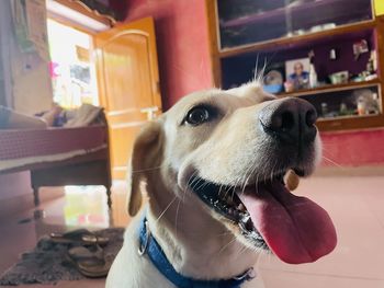 Close-up of dog looking away at home
