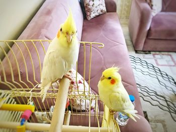 Close-up of parrot perching in cage