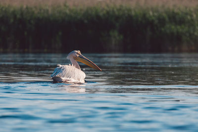 Pelican on a lake