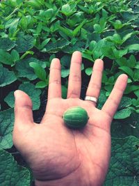 Close-up of cropped hand holding plant