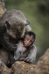 Portrait of monkey relaxing outdoors