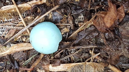 Close-up of eggs