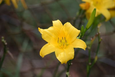 Close-up of yellow flower