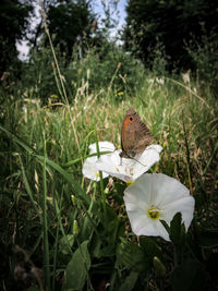 Close-up of flowers blooming outdoors