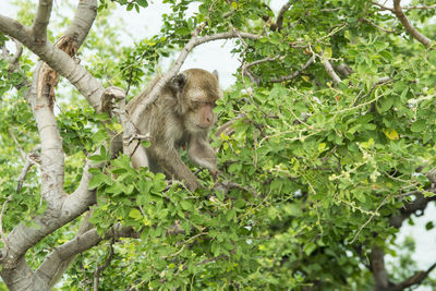 Monkey in a tree