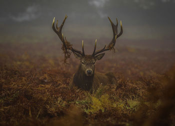 Deer at richmond park