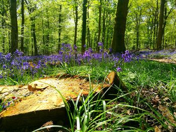 Scenic view of crocus growing in forest