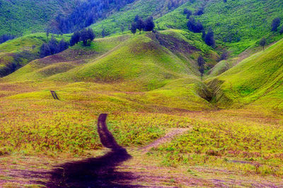 Scenic view of trees in forest