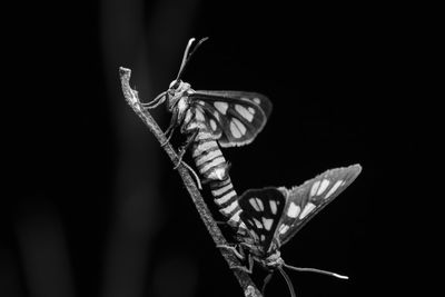 Close-up of butterfly on flower