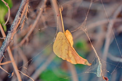 Close-up of dry leaves on plant