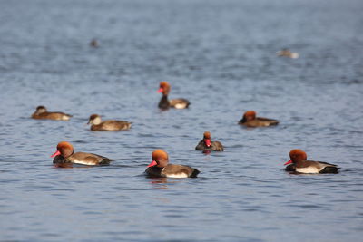 Ducks swimming in lake