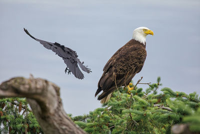 Bald eagle vs crow