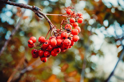 Close-up of red berries growing on tree