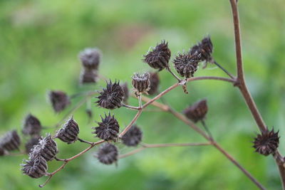 Close-up of thistle on plant