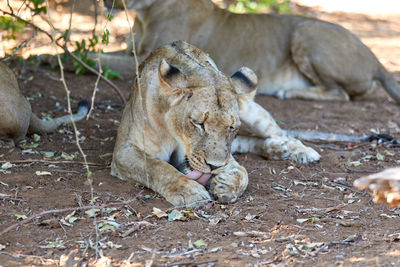 Lioness is licking her paw