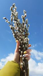 Low angle view of hand holding plant against sky