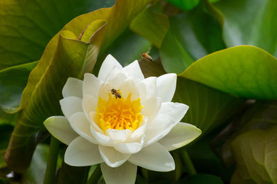 High angle view of bees hovering over white water lily