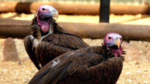 Close-up of eagles in cage