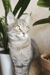 pet