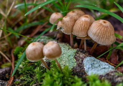 Close-up of mushrooms growing on field