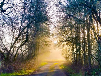 Road amidst bare trees during autumn