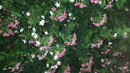 High angle view of pink flowering plants