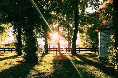 Sun shining through trees in park