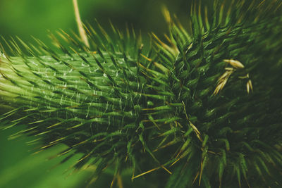 Close-up of pine tree