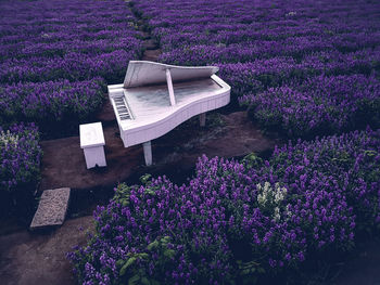 High angle view of purple flowering plants on field