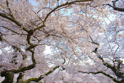 Low angle view of tree against sky