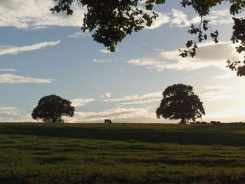 Trees and cattle on field against sky