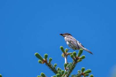 Low angle view of bird perching on plant against blue sky