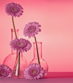 Close-up of pink flower in vase against wall