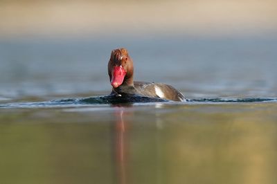 Close-up of duck swimming in lake