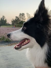 Close-up of dog looking away