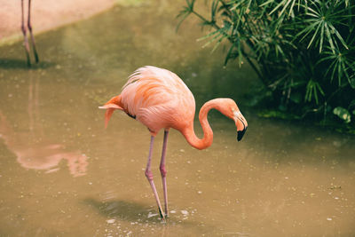 Side view of a duck in lake