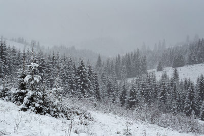 Pine trees in forest during winter