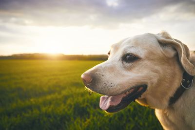 Close-up of dog looking away on grassy field during sunset