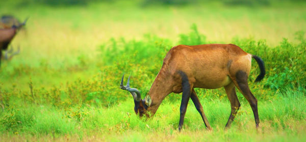 Side view of deer grazing on field