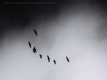 Low angle view of birds flying in sky