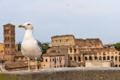 Seagull perching on a wall